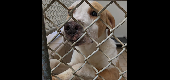 Chenango SPCA provides emergency shelter to more than 20 animals